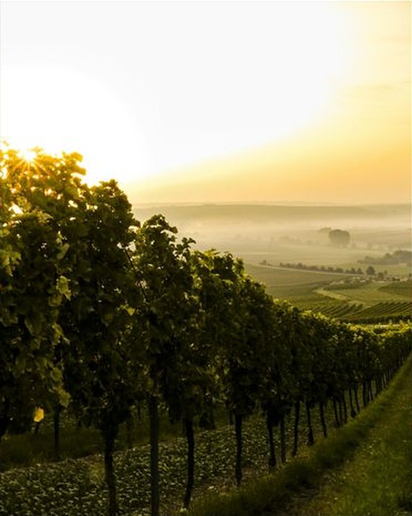 Vineyard rows at sunrise above a misty valley